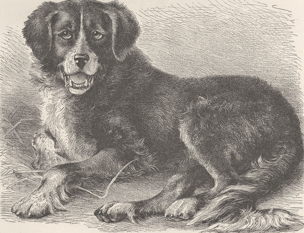 CANADA. Newfoundland dog 1893 old antique vintage print picture